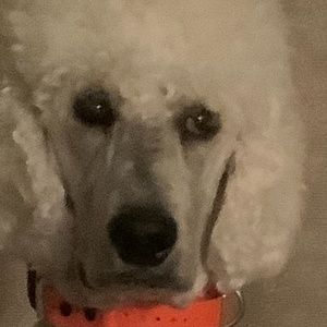 Meet your Posher, Lions